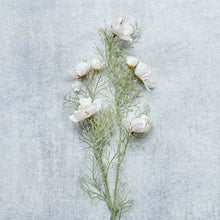 Load image into Gallery viewer, COSMOS CREAM
