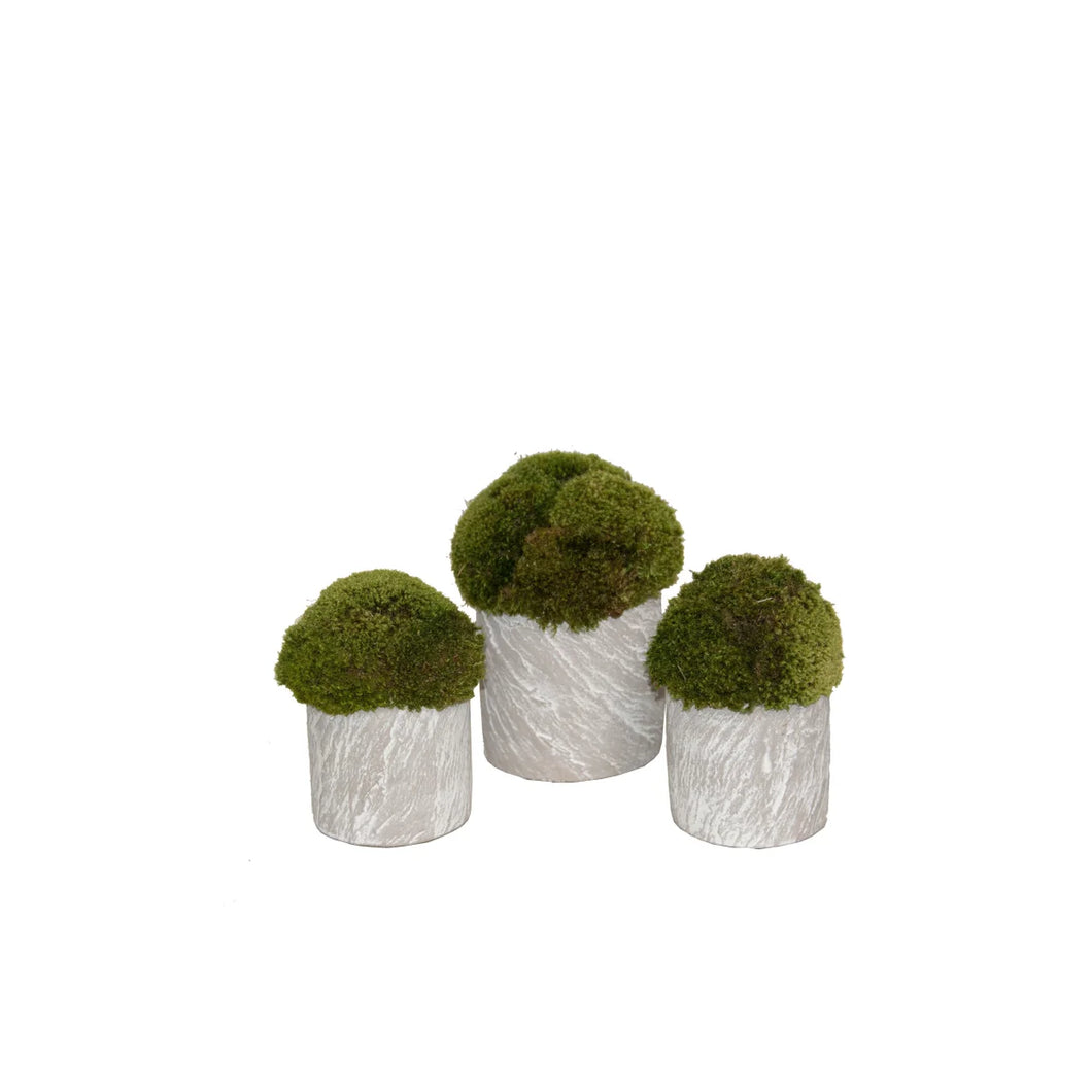 Mood Moss with vases