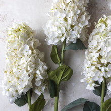 Load image into Gallery viewer, HYDRANGEA PANICULATA CREAM
