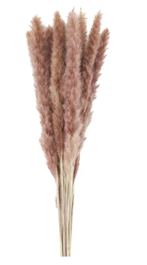 Tan Preserved Pampas Bundle