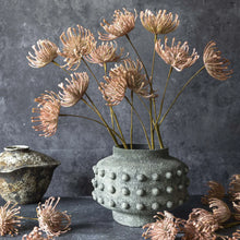 Load image into Gallery viewer, LEUCOSPERMUM BUSH
