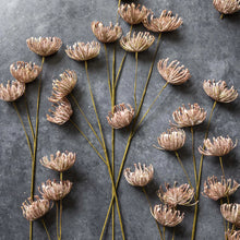 Load image into Gallery viewer, LEUCOSPERMUM BUSH
