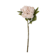 Load image into Gallery viewer, PEONY EVENING DEW

