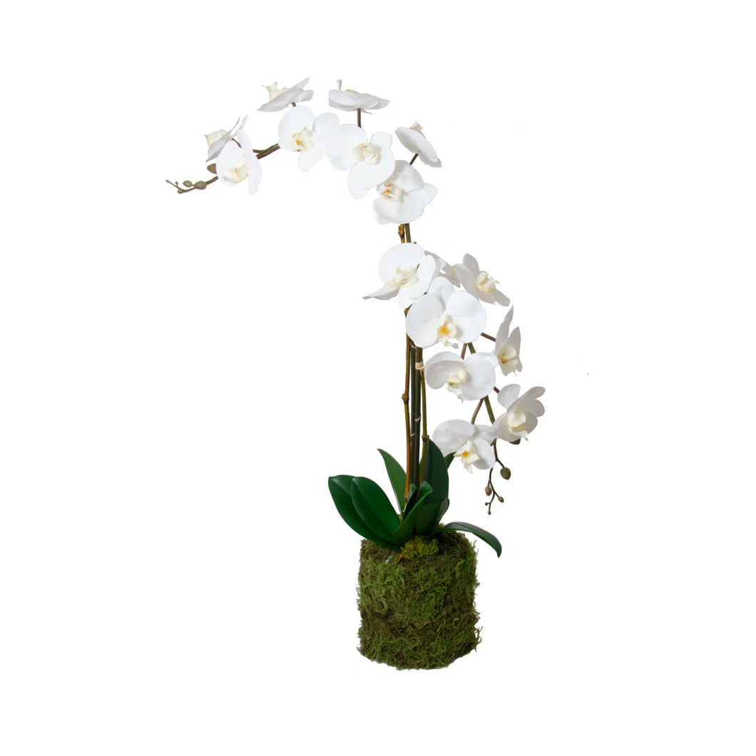Moss Orchids with bamboo