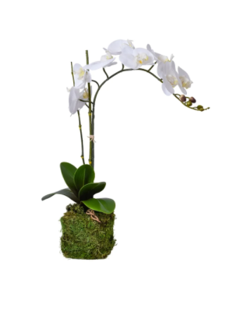 Drop in Single White Orchid w/ Bamboo Sticks