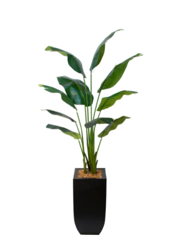 6 Ft Bird of Paradise w/out Container