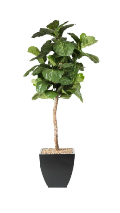 8 Ft Single Trunk Brazilian Fig w/out Container