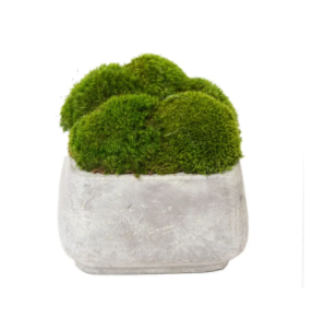 Large Stone Container with Mood Moss