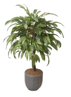 4 Ft Mango Tree with Gray Basket