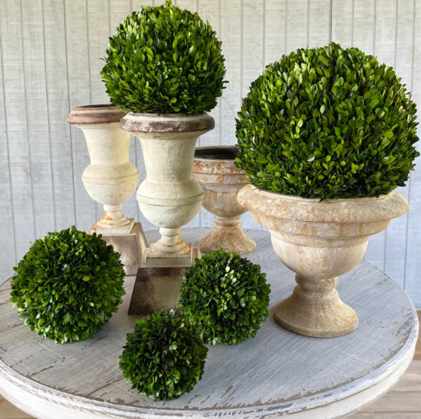 Preserved Boxwood 8
