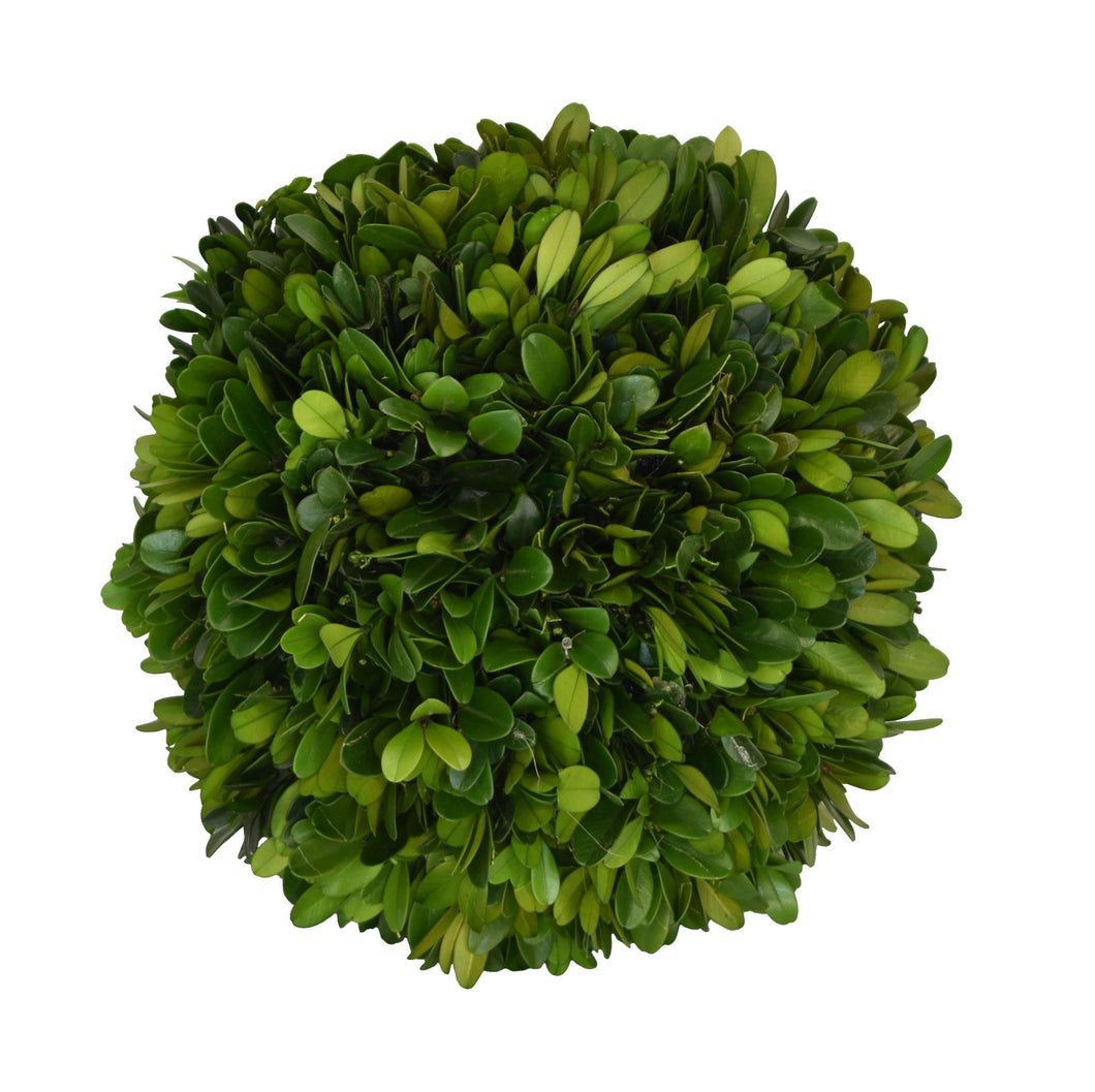 Boxwood Ball-MD 8”