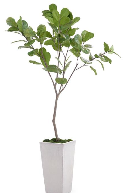 Tarro Fig Tree 84x48x32
